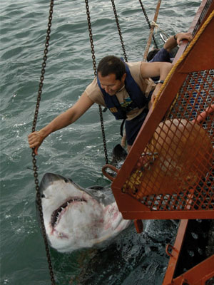 Imagen de Al rescate de un depredador formidable