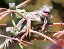 Imagen principal del artículo Iguana iguana