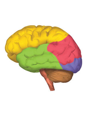Imagen principal del artículo La nueva visión del cerebro
