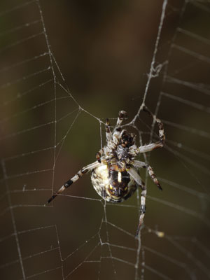 Imagen de Seda de araña*