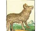 Imagen principal del artículo El lobo y el mundo prehispánico