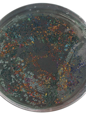 Imagen de Esperanza ambiental: bacterias contra el poliuretano*