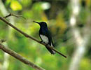 Imagen principal del artículo Colibríes en Panamá