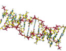 Imagen principal del artículo La azarosa historia del Proyecto del Genoma Humano