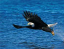 Imagen principal del artículo Águila y Sol