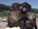 Imagen principal del artículo La amistad en los primates