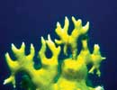 Imagen principal del artículo Habitantes coralinos