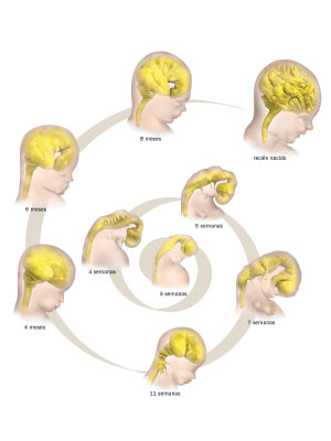 Imagen principal del artículo La vida de un cerebro. De la gestación a la senectud*