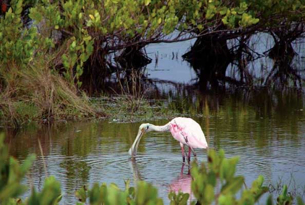 Imagen principal del artículo Los beneficios gratuitos de la naturaleza