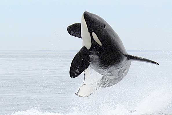 Imagen principal del artículo Evolución de las ballenas