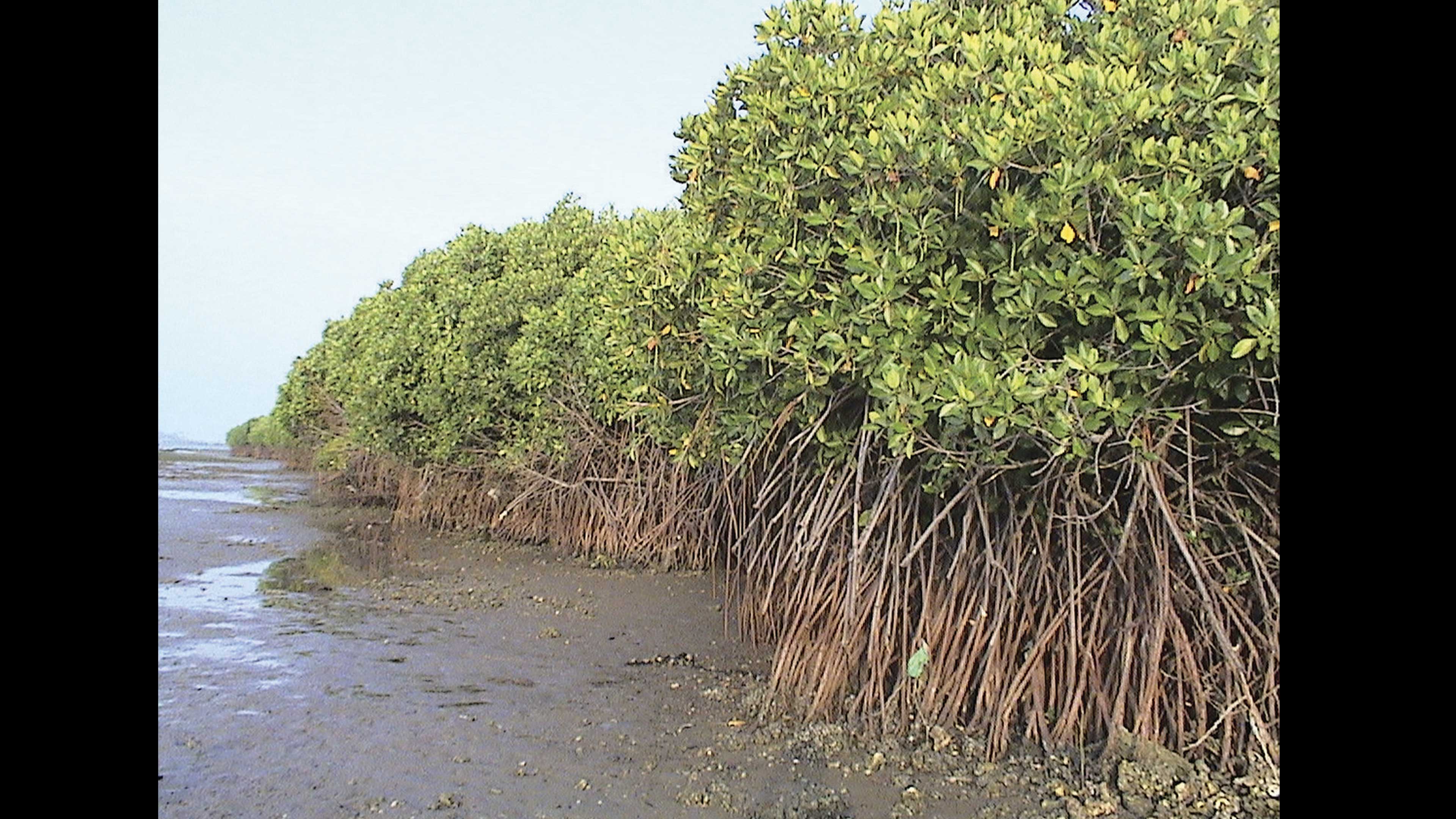 Los manglares, ecosistemas clave