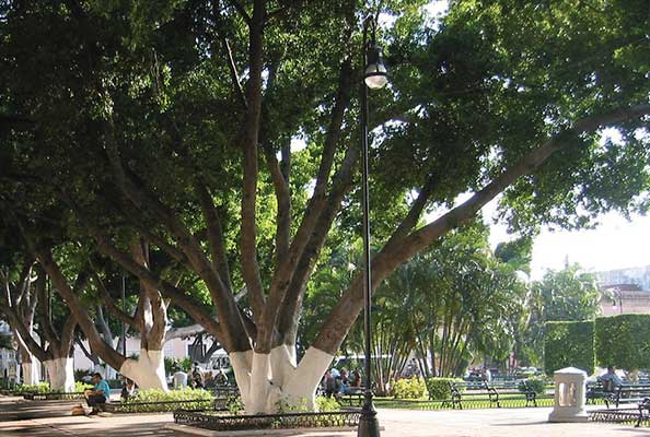 Imagen principal del artículo El verde en la Ciudad blanca