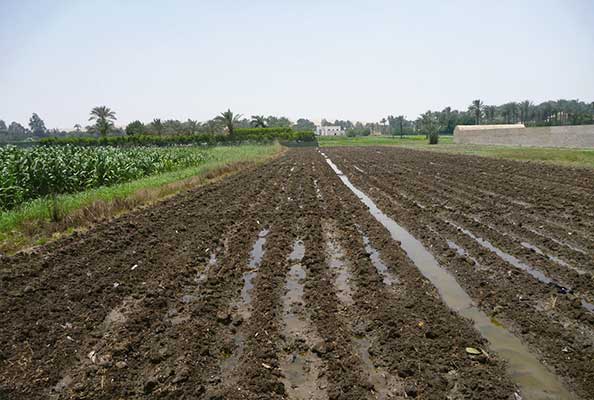 Imagen principal del artículo Fertilizantes: ¿orgánicos o industriales?