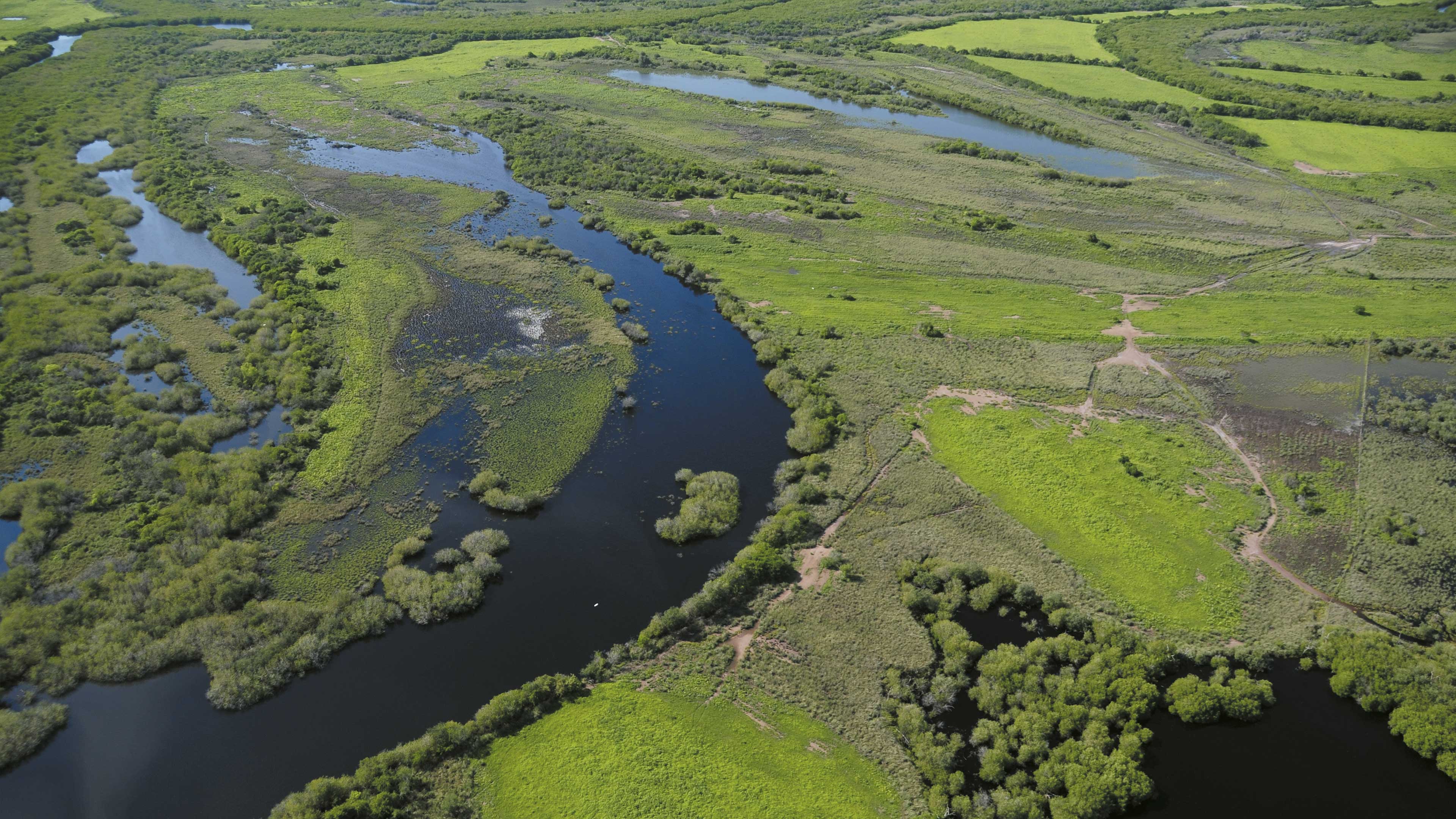 Tesoro ecológico en riesgo. Los manglares de Marismas Nacionales