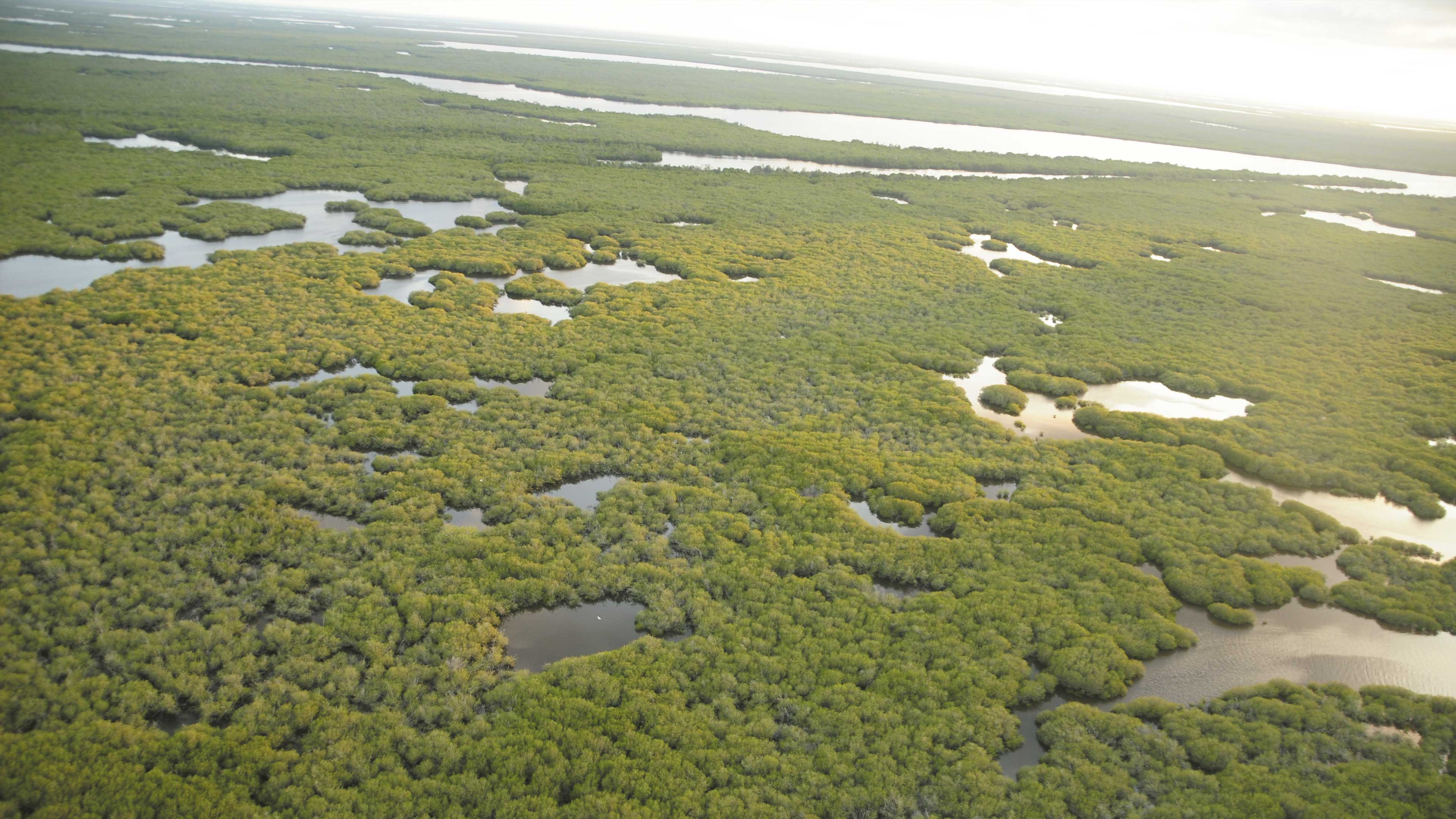 Tesoro ecológico en riesgo. Los manglares de Marismas Nacionales