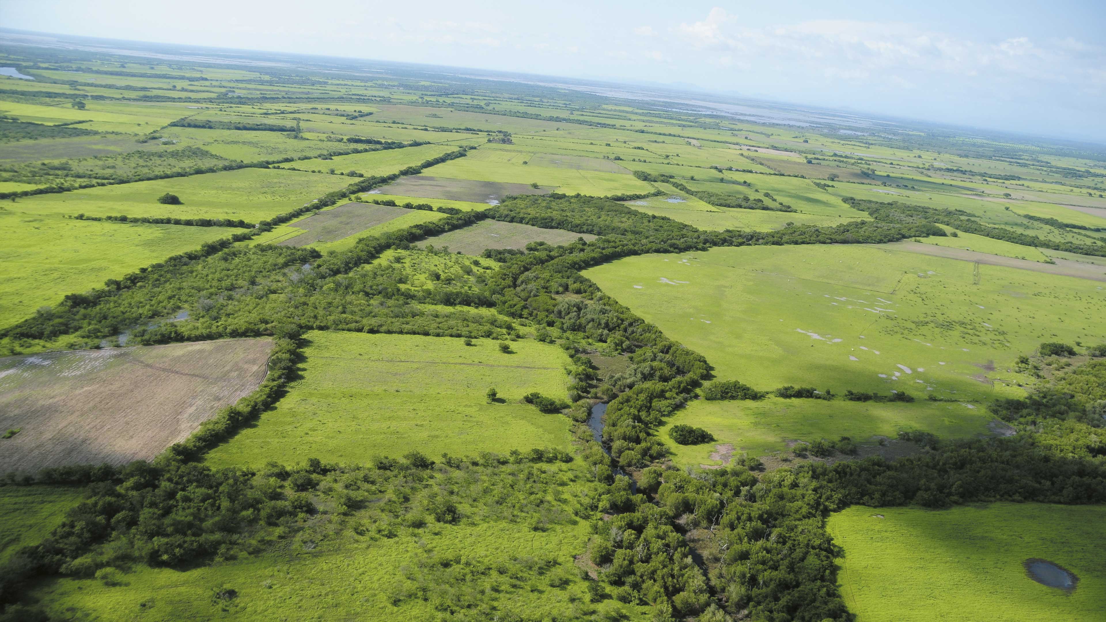Tesoro ecológico en riesgo. Los manglares de Marismas Nacionales