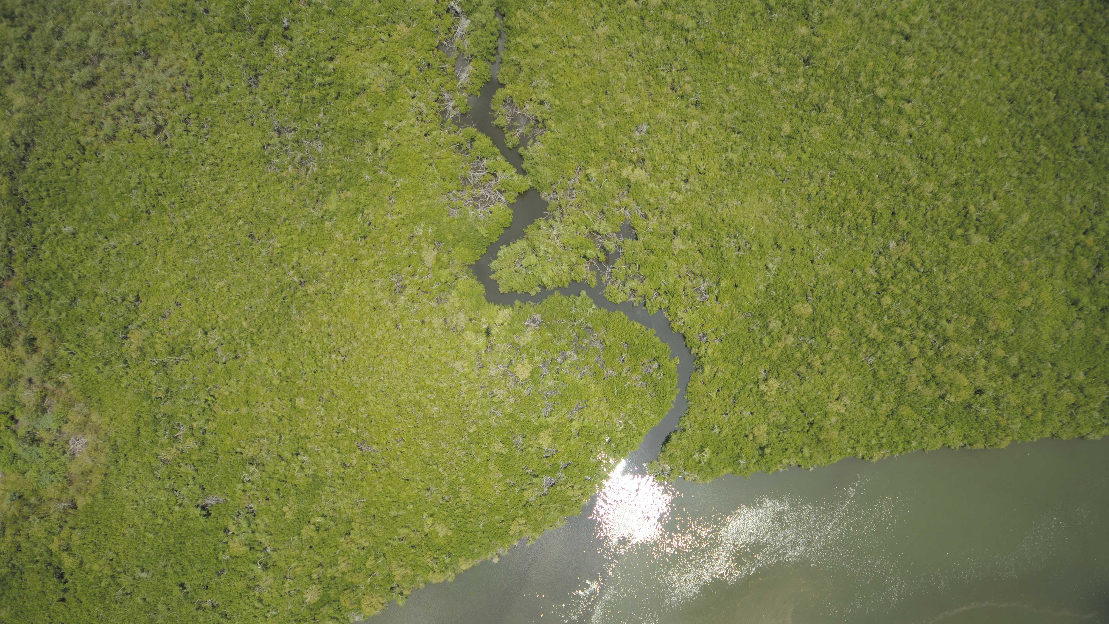 Imagen principal del artículo Tesoro ecológico en riesgo. Los manglares de Marismas Nacionales