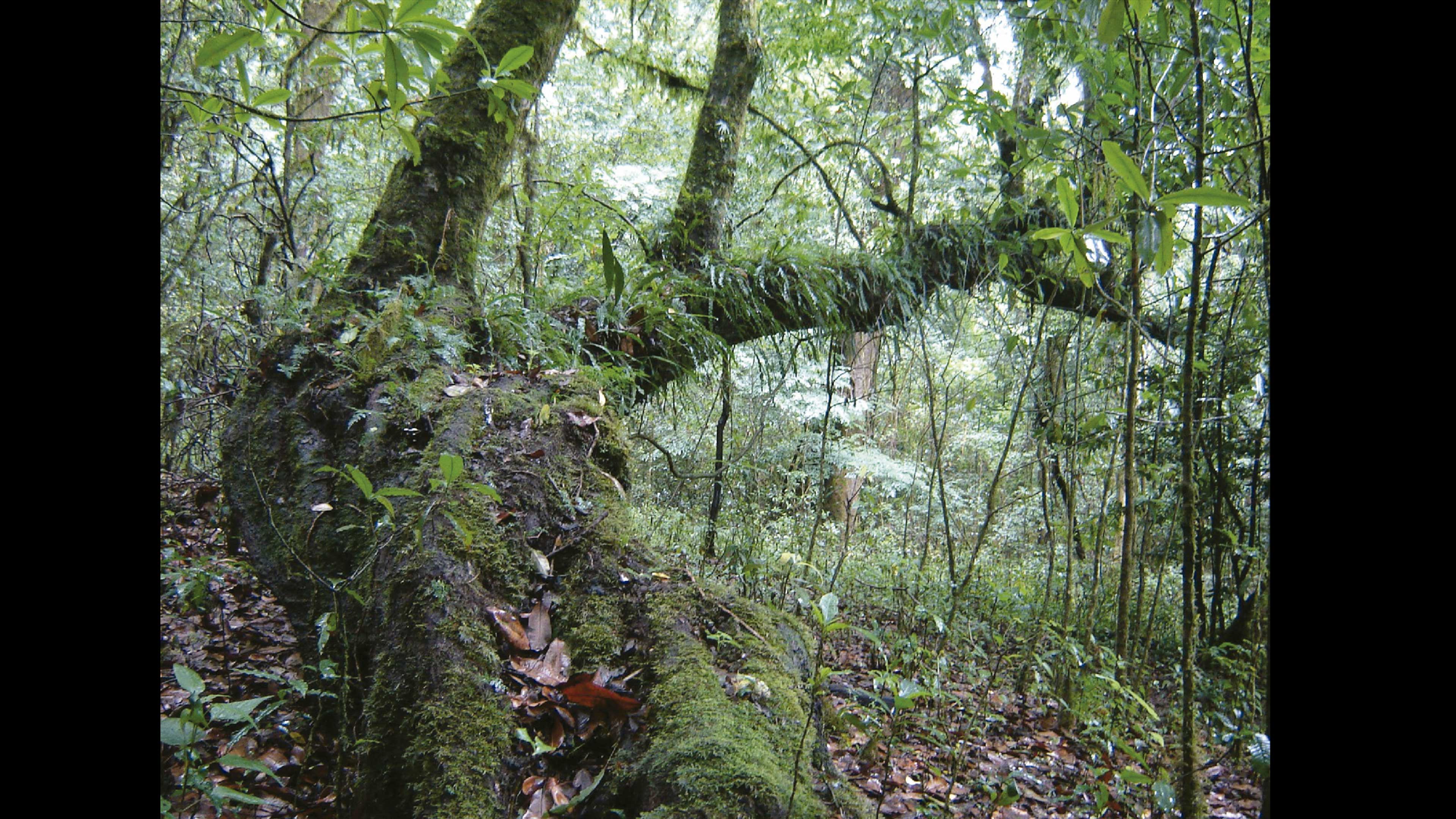 Buscan proteger los bosques de niebla