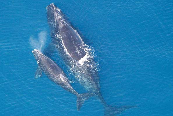 Imagen principal del artículo Ensalada de ballenas*