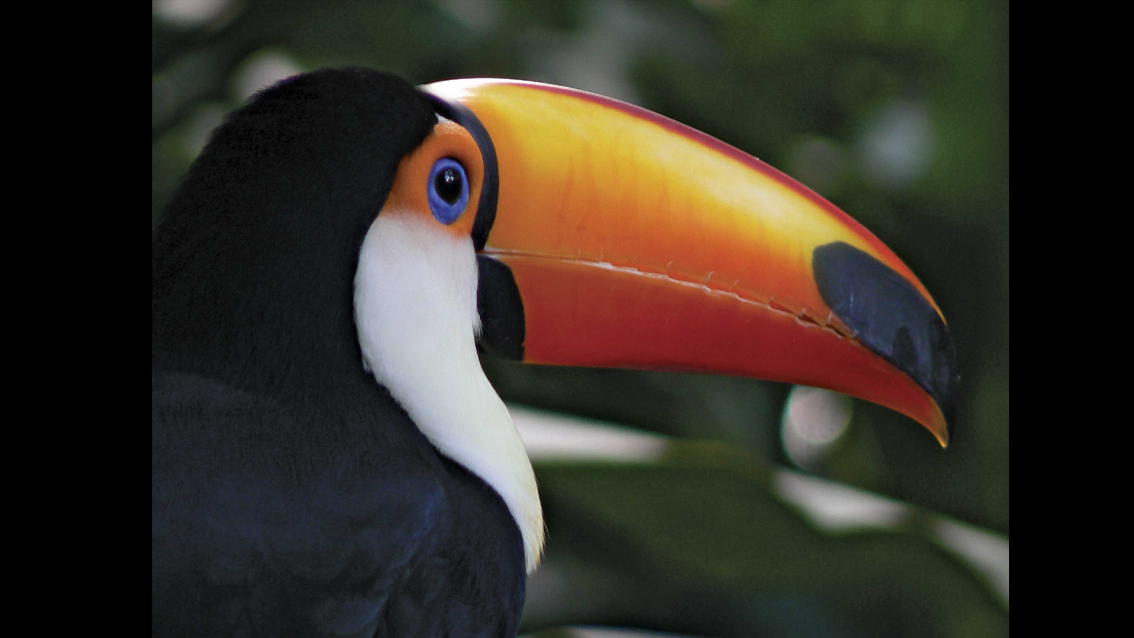 Una joya de biodiversidad en América