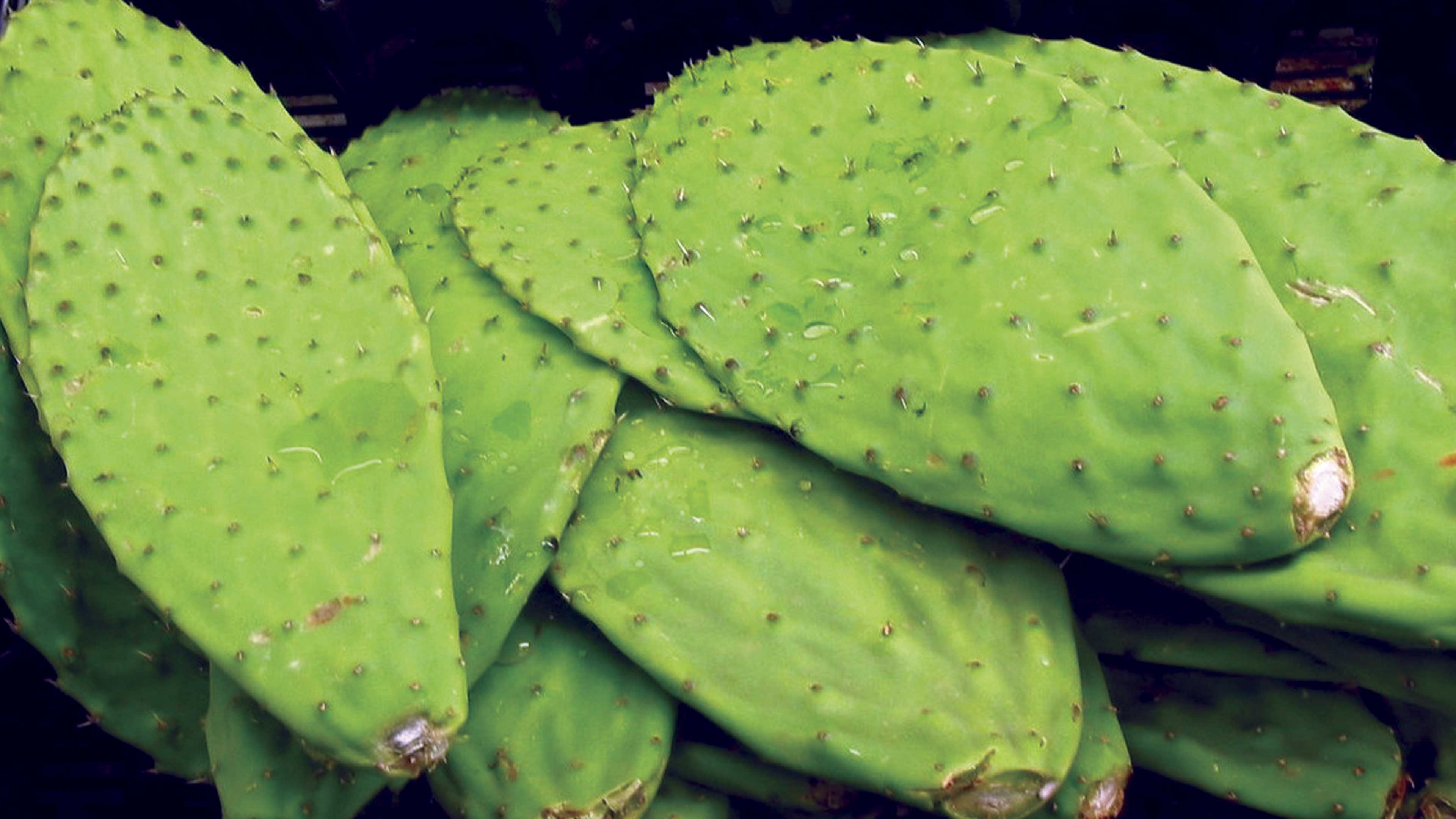 Nopal y trigo para fabricar objetos