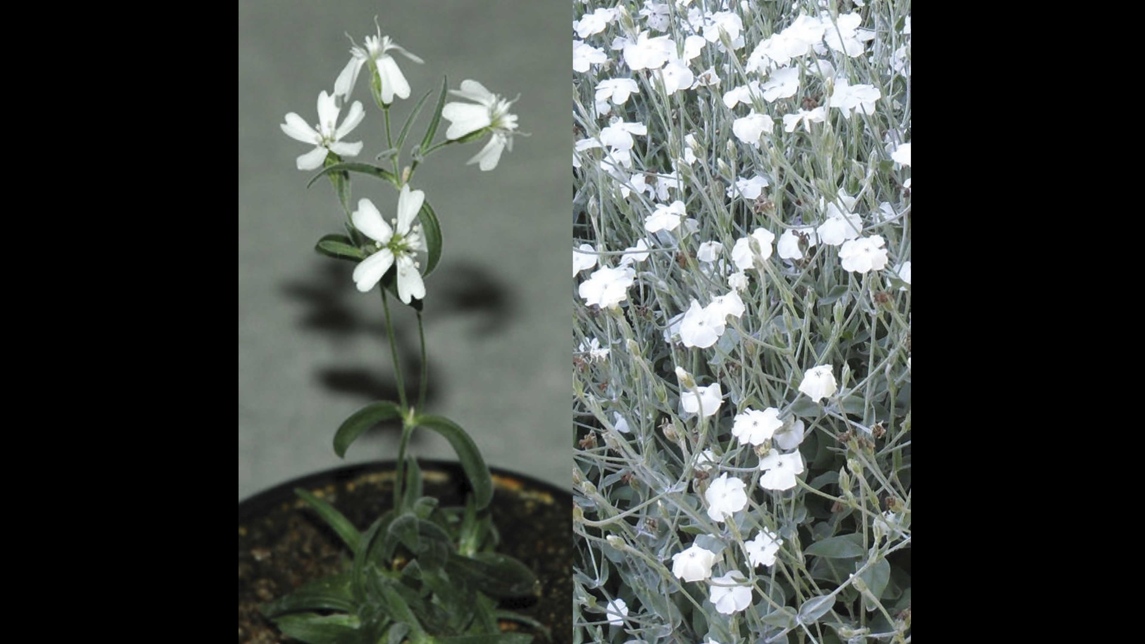 Florece planta de más de 30 000 años