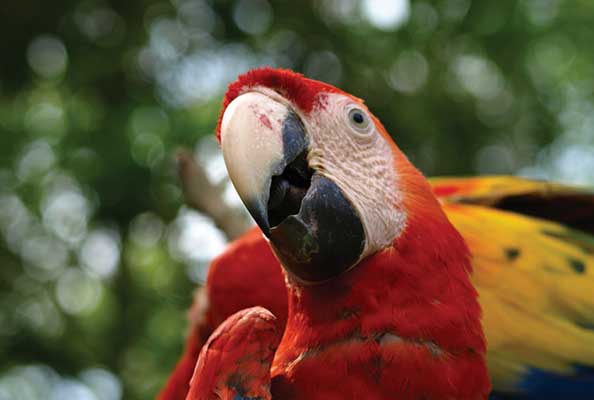 Imagen principal del artículo Al rojo vivo