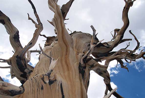 Imagen principal del artículo El árbol Prometeo