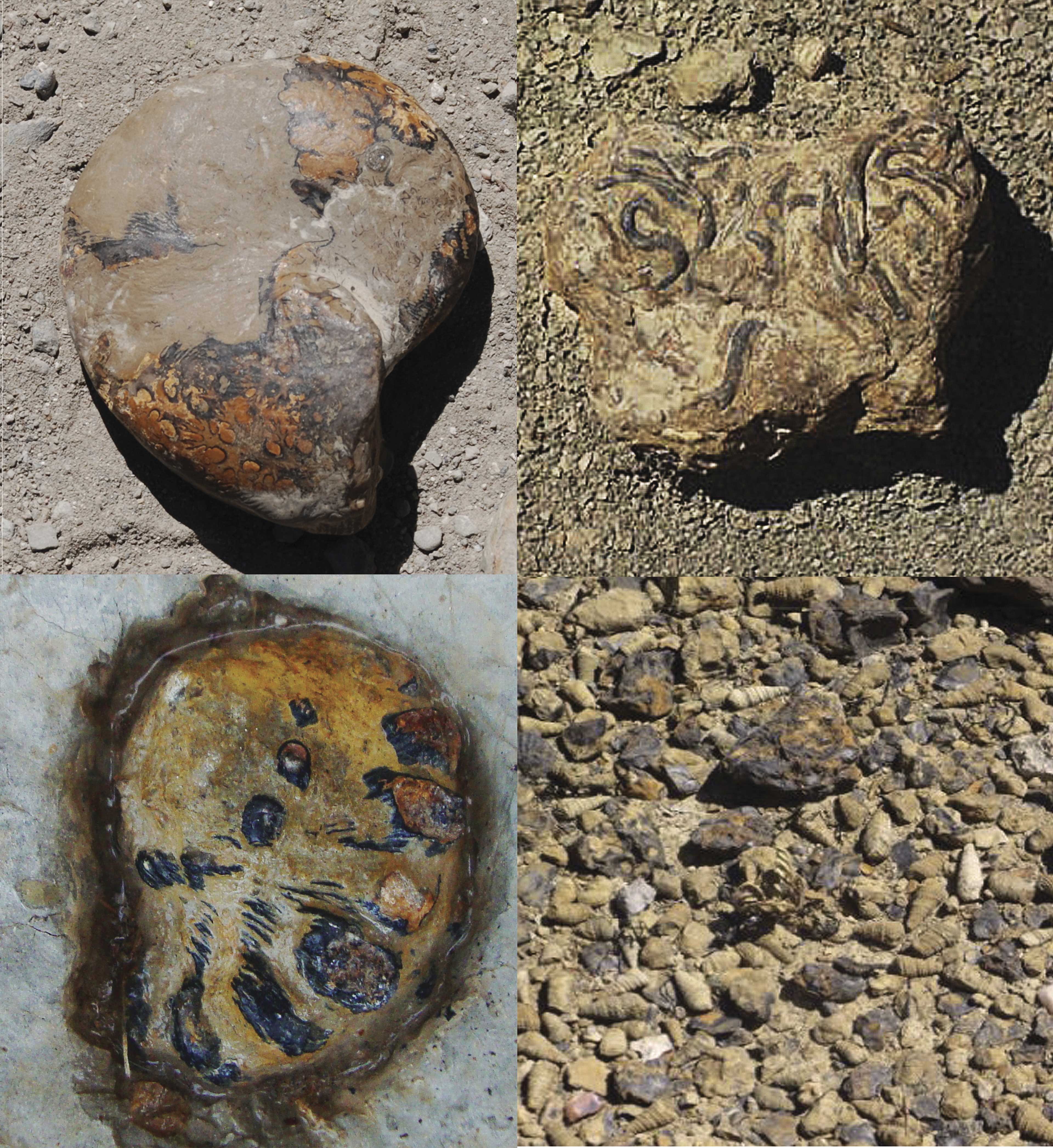 Huellas y rastros fósiles