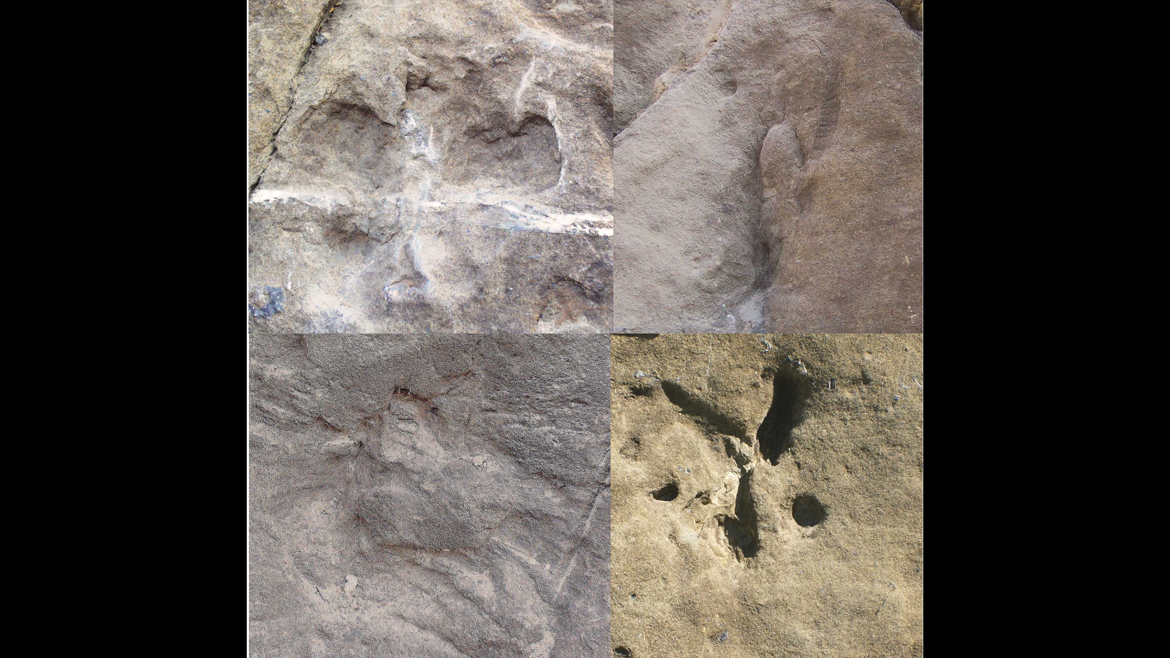 Imagen de Huellas y rastros fósiles