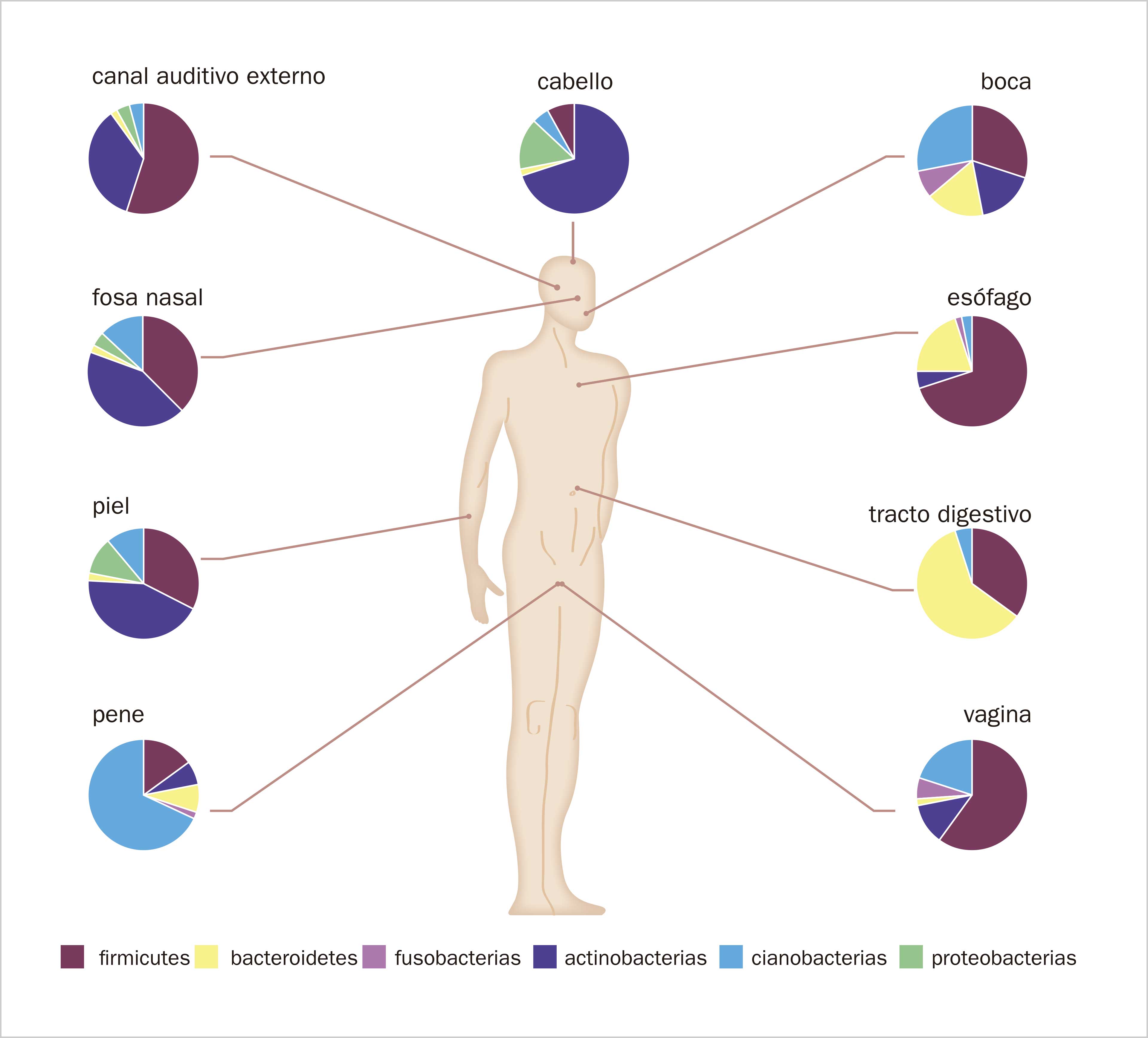 El microbioma humano