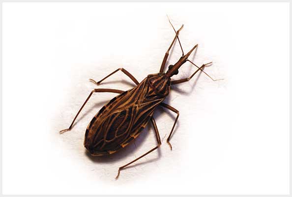 Imagen principal del artículo Mal de Chagas, mal de Darwin