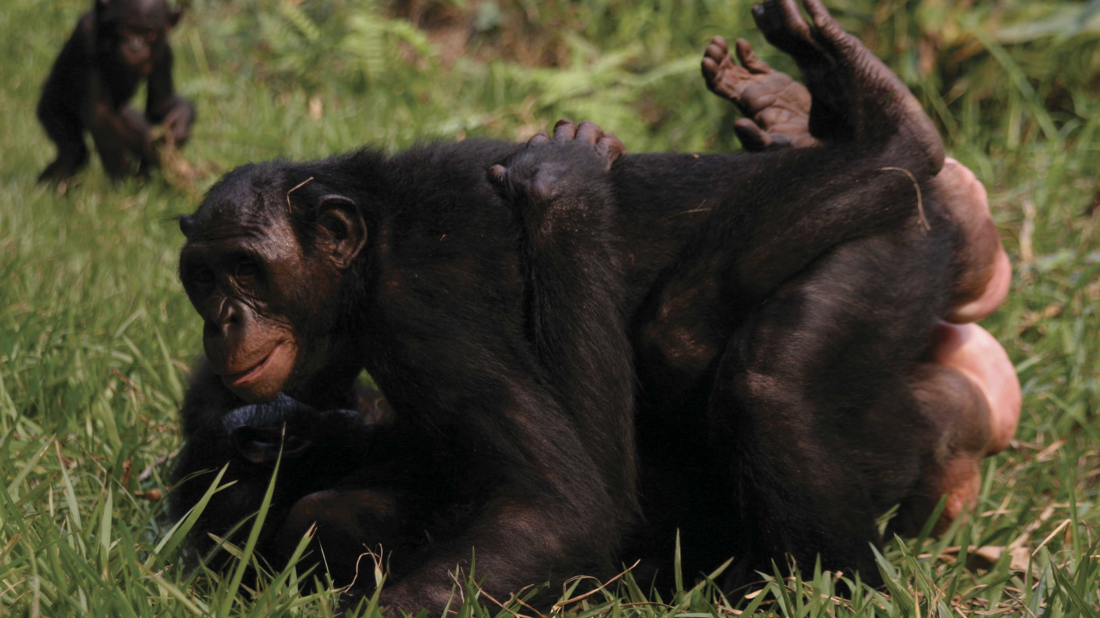 El hippie de la selva