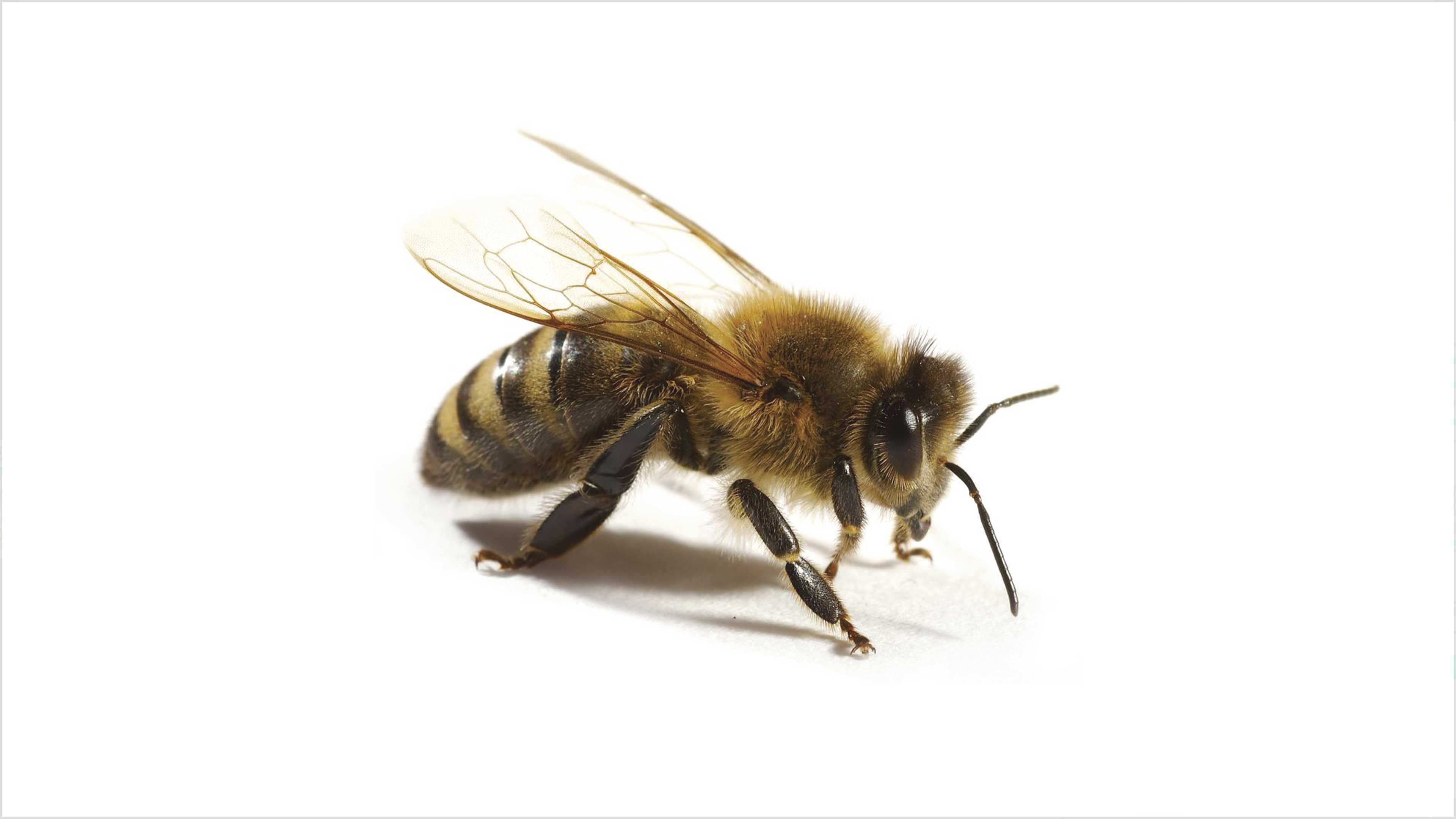 La desaparición de las abejas
