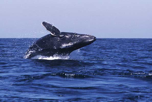 Imagen principal del artículo El canto de las ballenas jorobadas