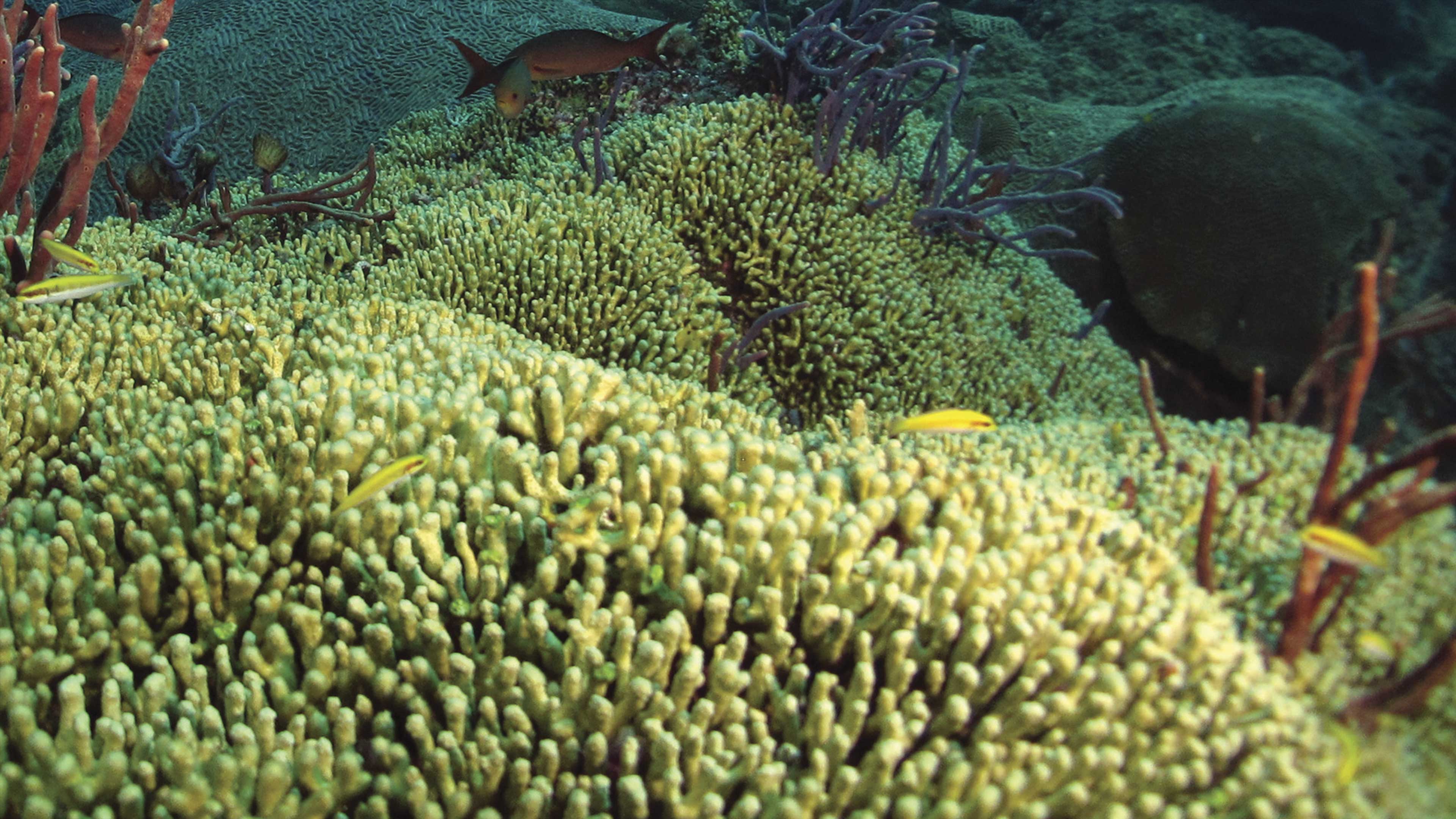 Reproducen corales para proteger arrecifes
