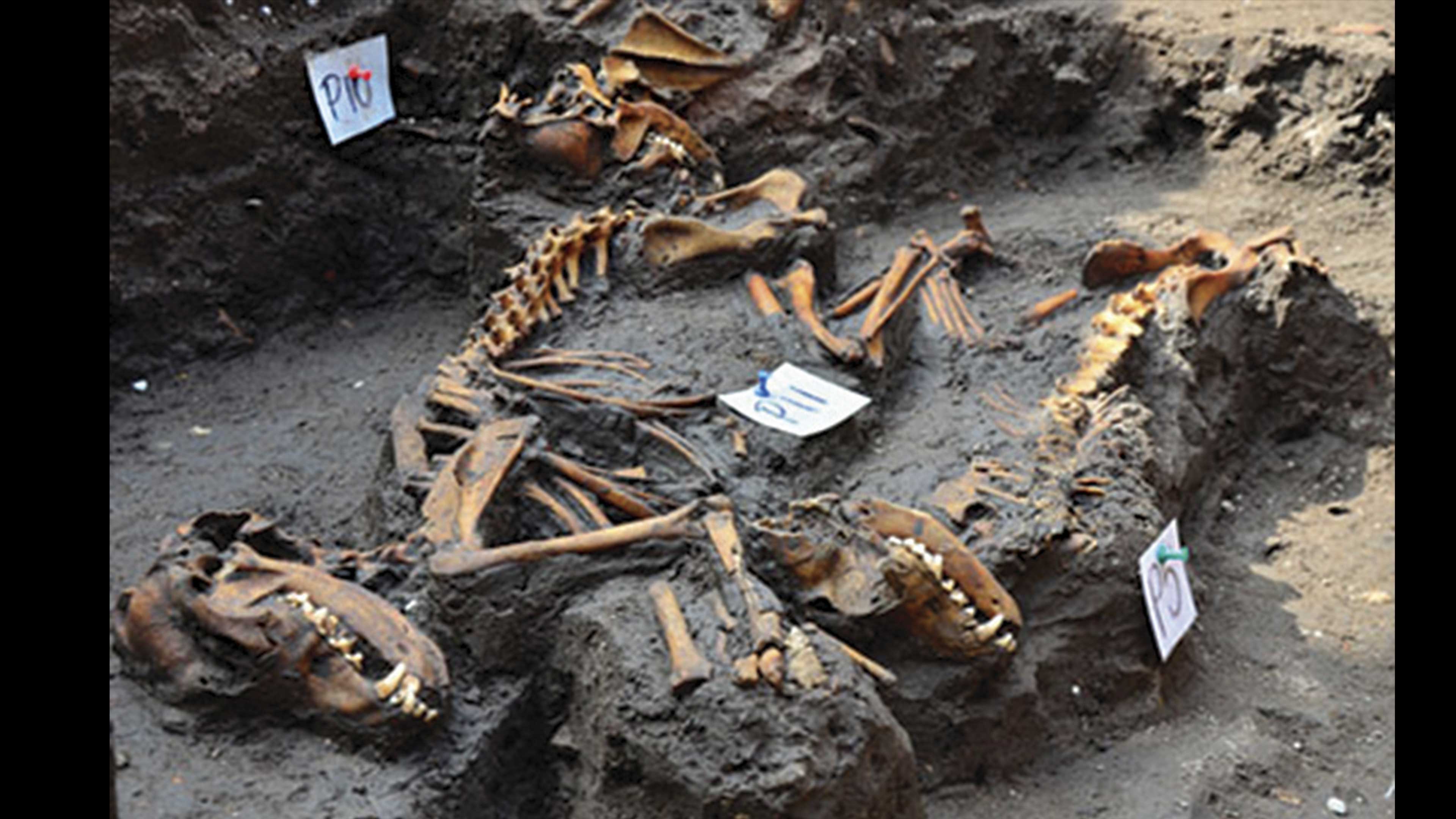 Cementerio azteca de perros