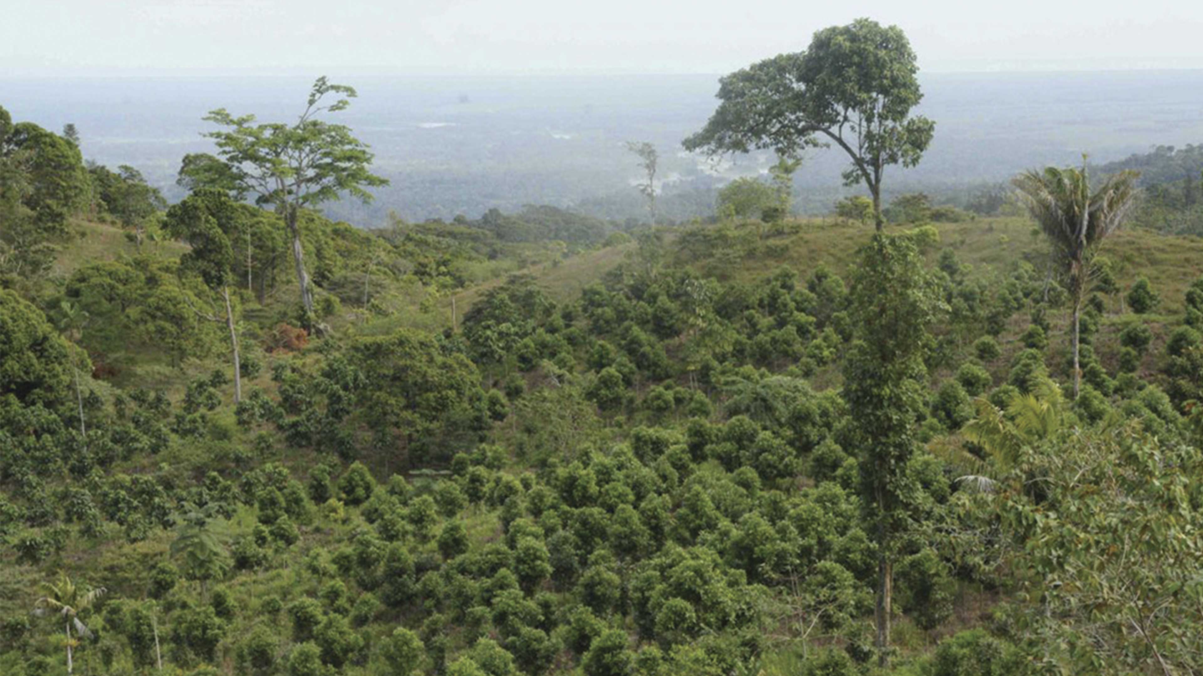 Ganado versus carbono