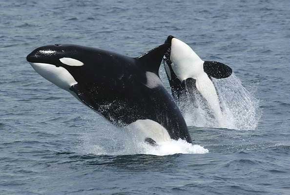 Imagen principal del artículo Orca, de monstruo a ícono