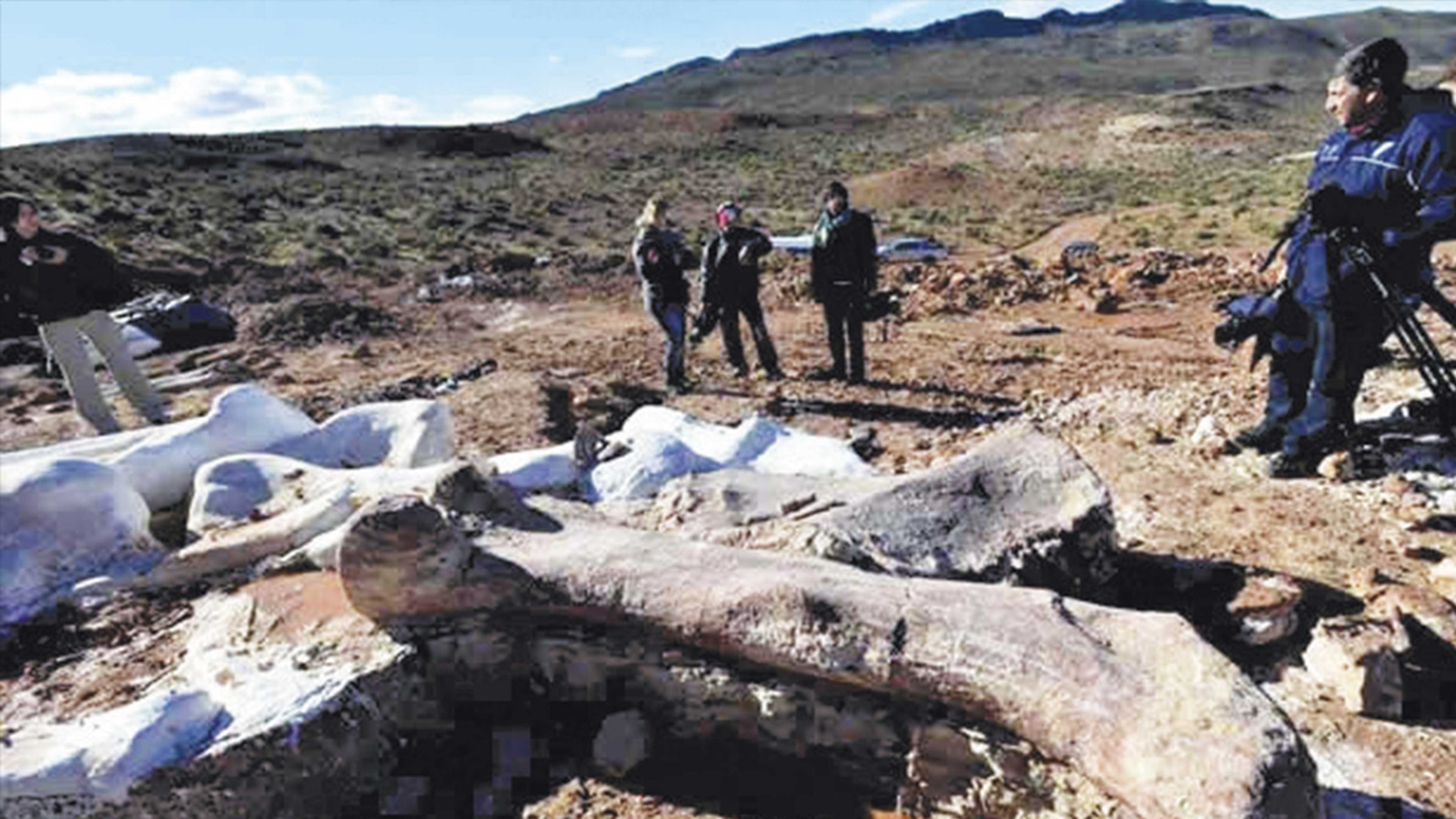Hallan fósil de un titanosauro en Argentina