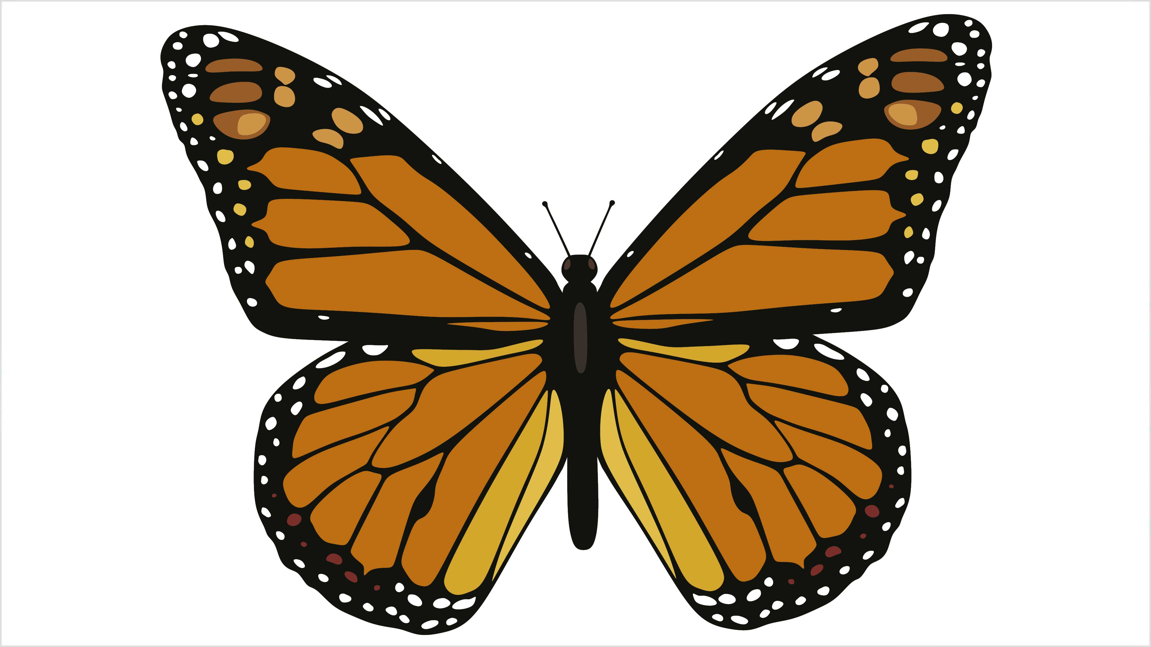 La brújula de la mariposa monarca