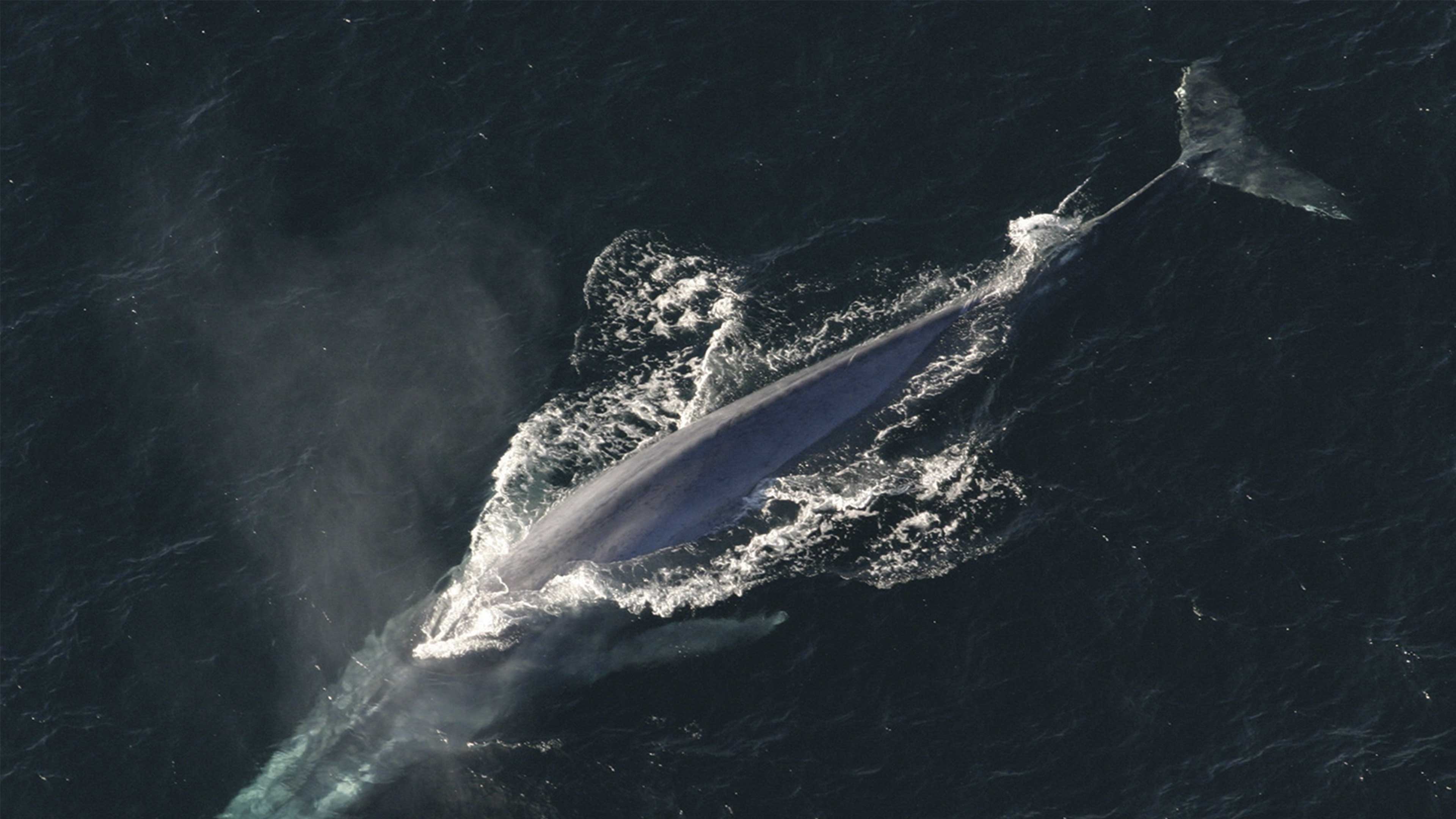 Se recupera la ballena azul de California