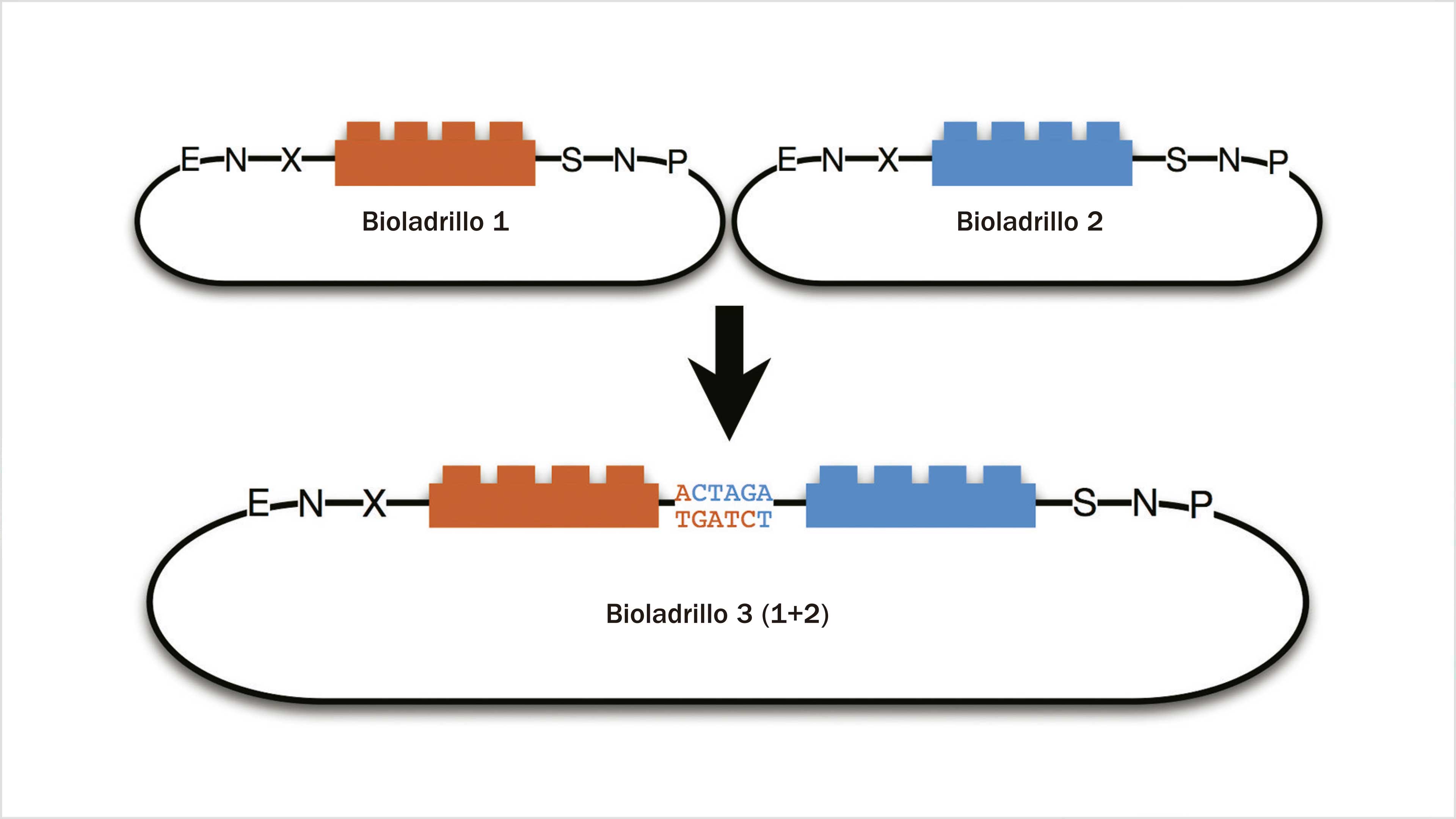 Modificar la vida: avances de la biología sintética