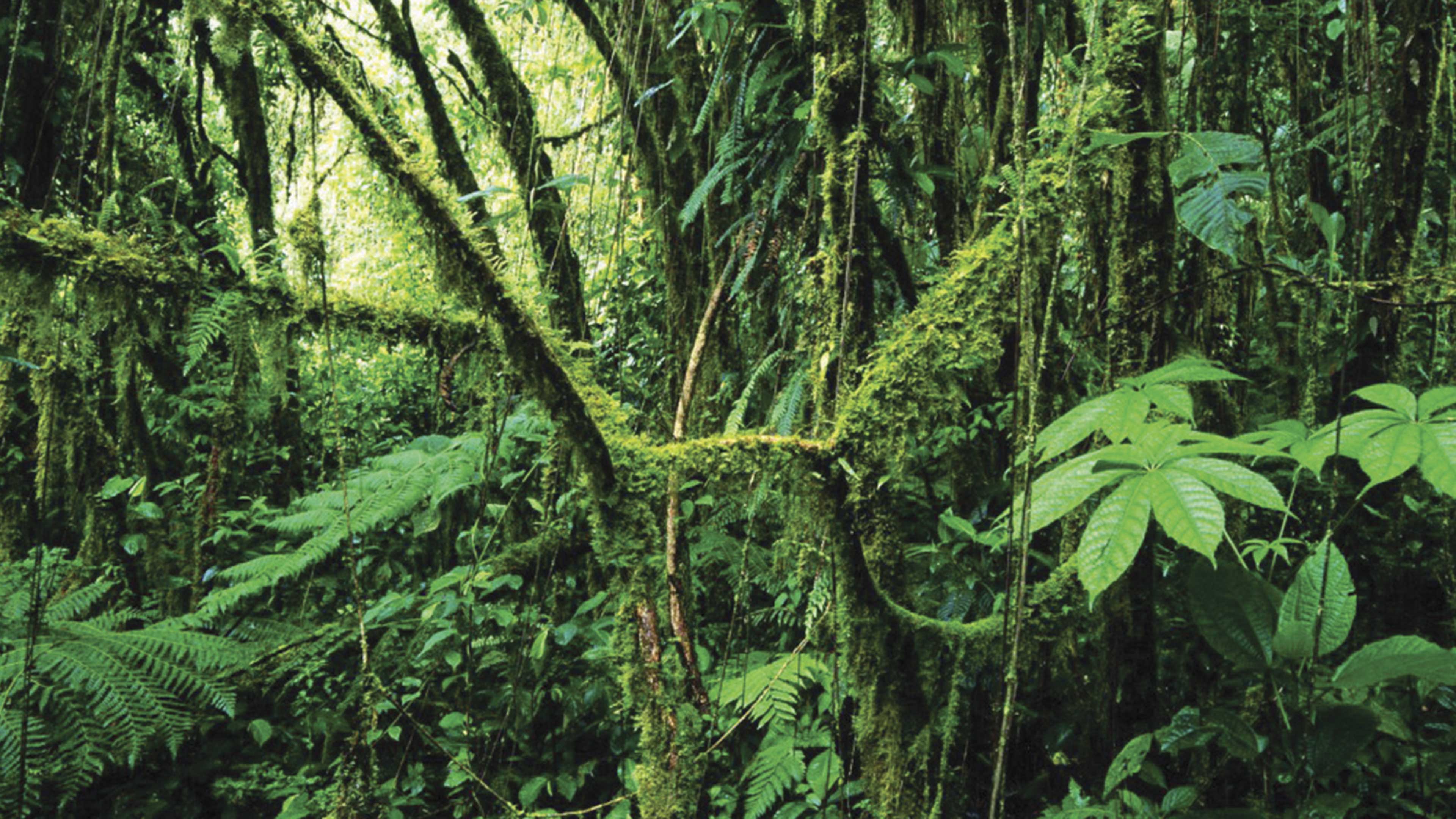 Bosques tropicales para frenar el calentamiento global