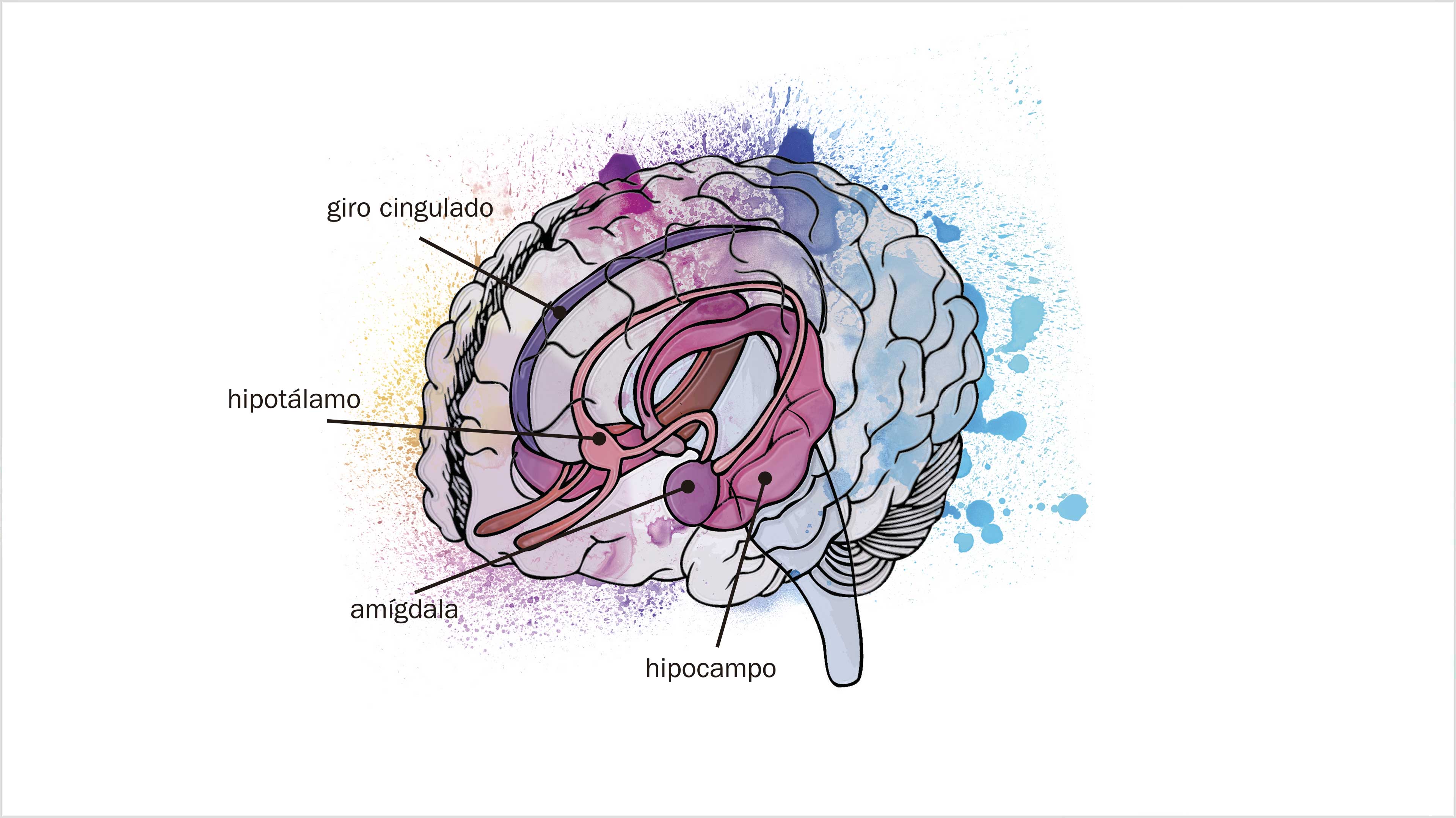 Cerebro y emociones: ¿podemos elegir qué sentir?