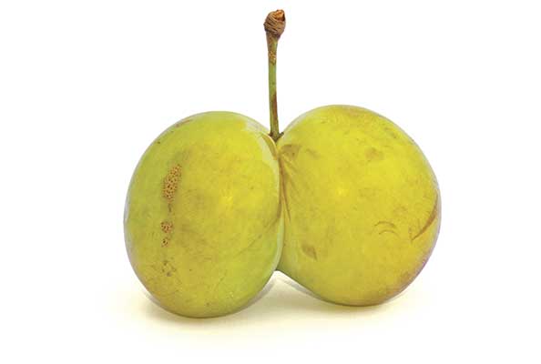 Imagen principal del artículo Gemelos vegetales