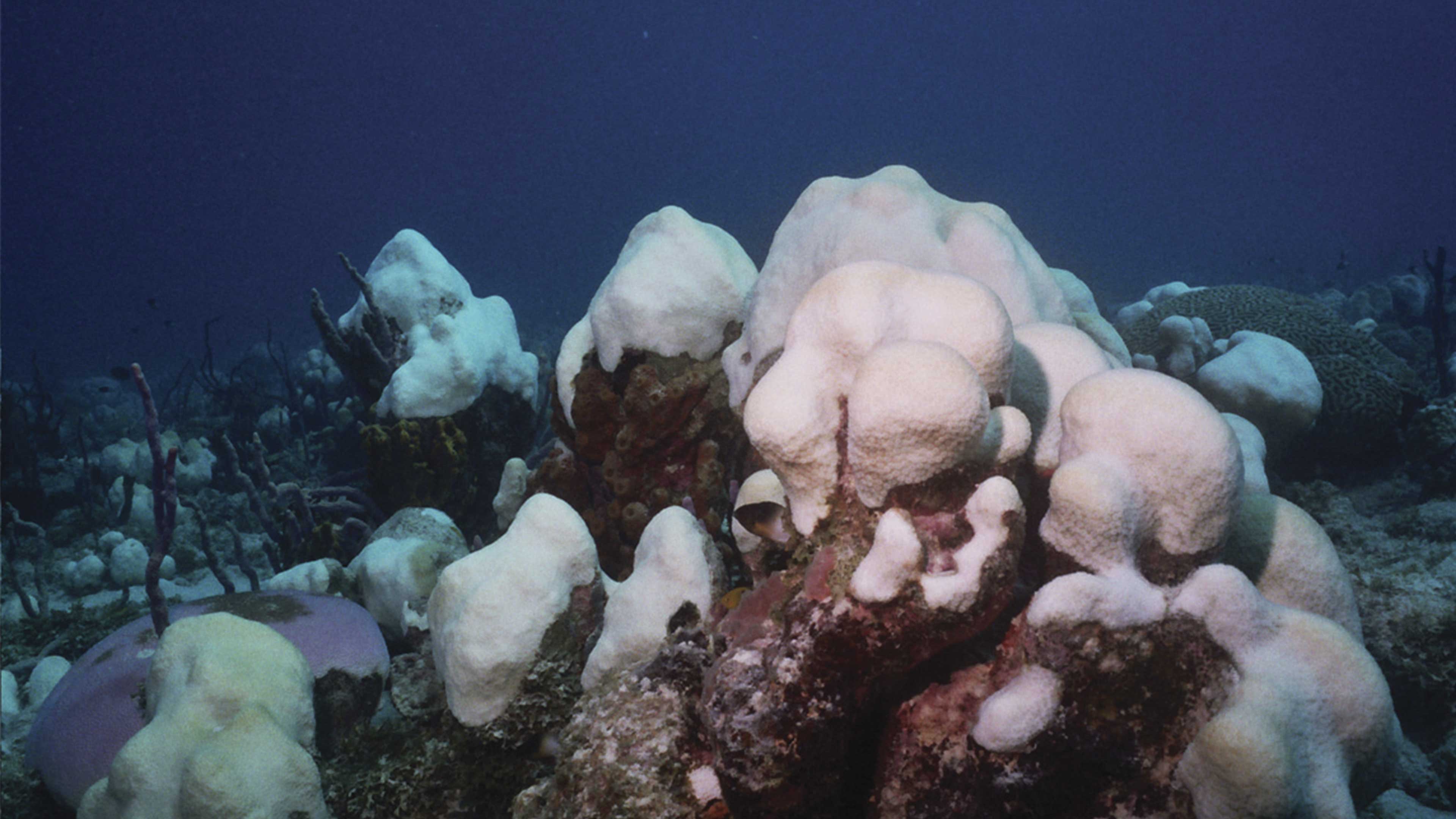 Efectos del cambio climático en el mar Caribe