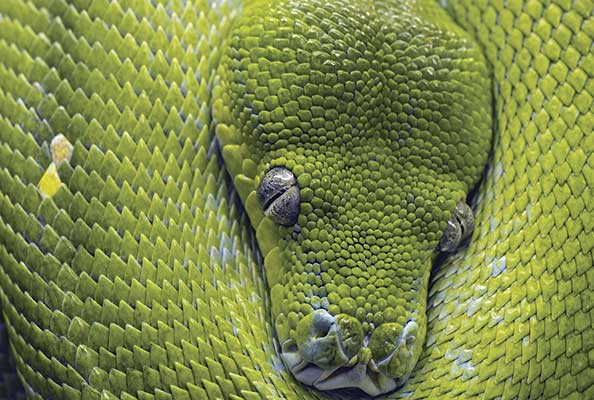 Imagen principal del artículo Las serpientes: depredadoras versátiles