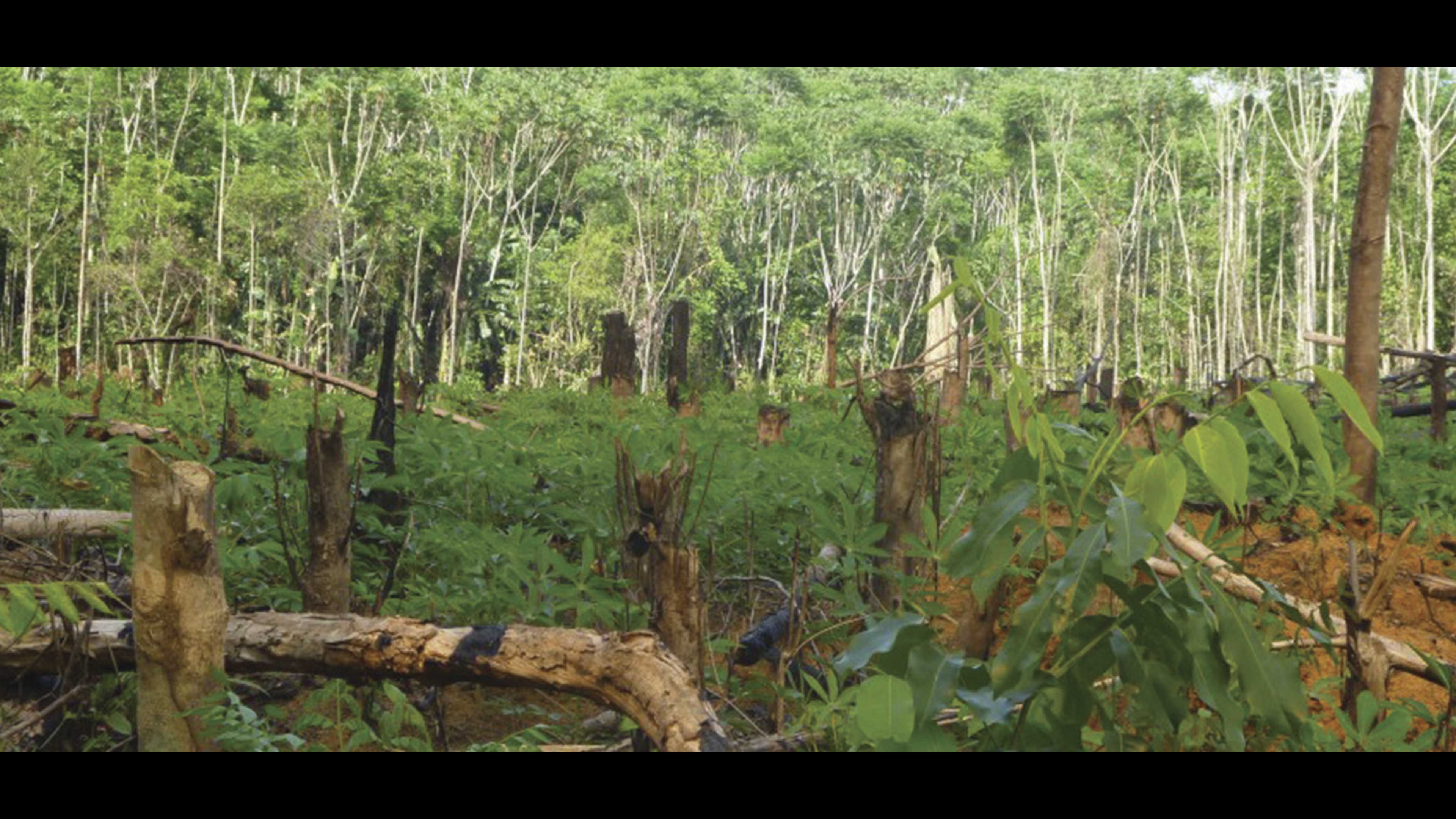 Bosques secundarios captadores de carbono