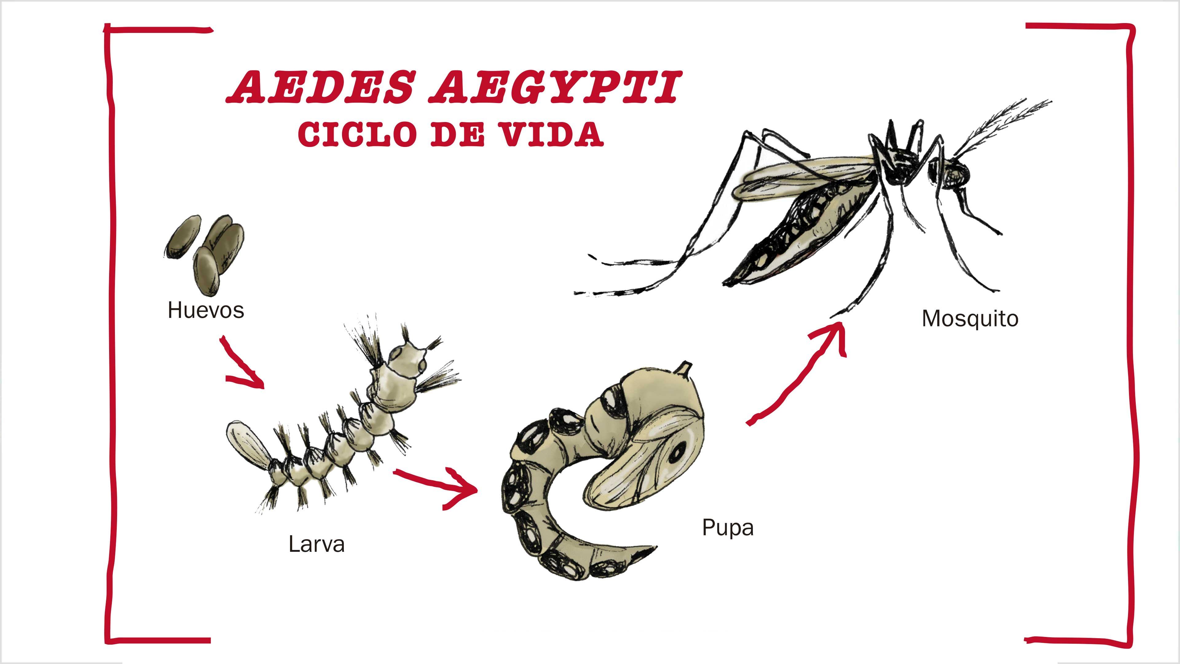 Zika, los mosquitos vuelven a la carga